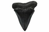 Fossil Broad-Toothed Mako Tooth - South Carolina #374793-1